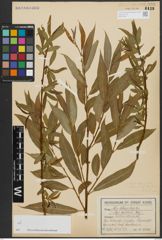 Foto von Salix alba L. x Salix fragilis L.